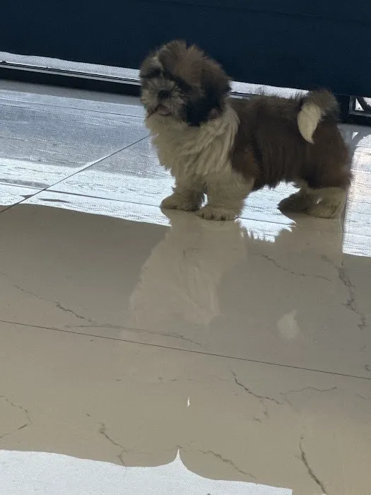Posh Puppies LLC Picture 2