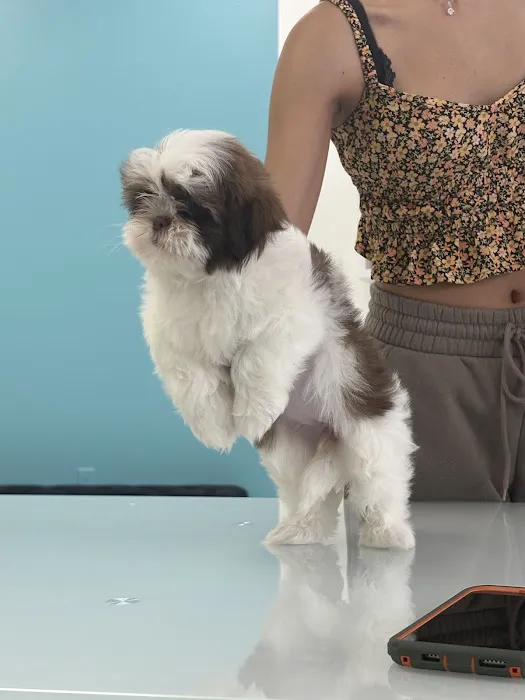 Posh Puppies LLC Picture 1