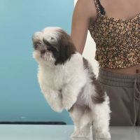 Posh Puppies LLC ico