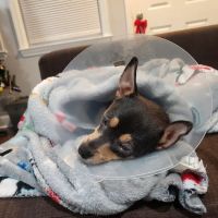 MD SPCA Spay & Neuter Clinic ico
