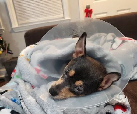 MD SPCA Spay & Neuter Clinic