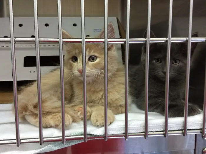 MD SPCA Spay & Neuter Clinic Picture 7