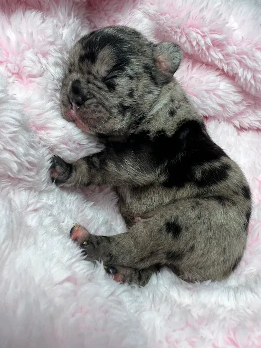 S & B French Bulldogs Miami Picture 1