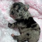 S & B French Bulldogs Miami