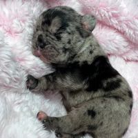 S & B French Bulldogs Miami ico