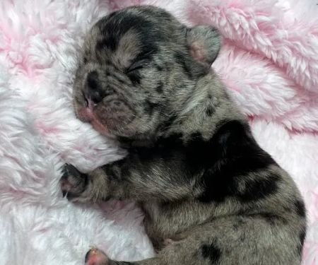 S & B French Bulldogs Miami
