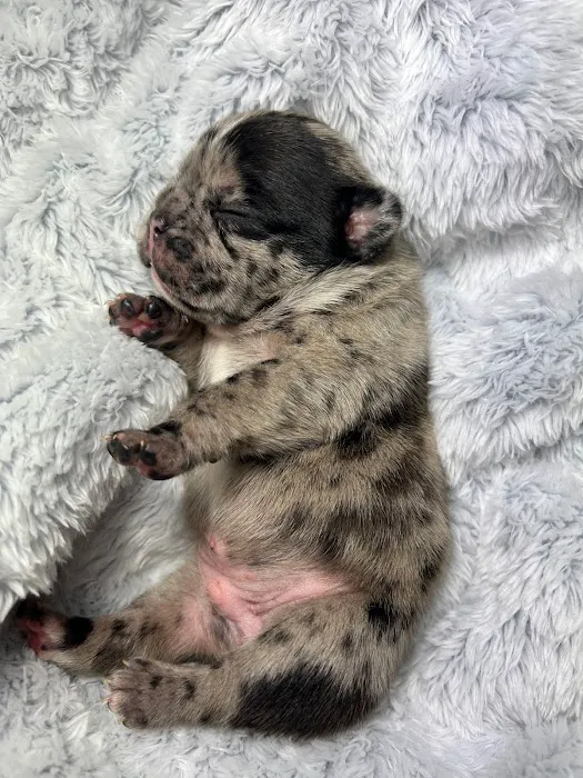 S & B French Bulldogs Miami Picture 8