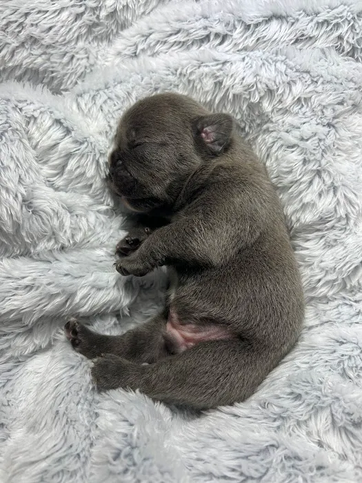S & B French Bulldogs Miami Picture 4