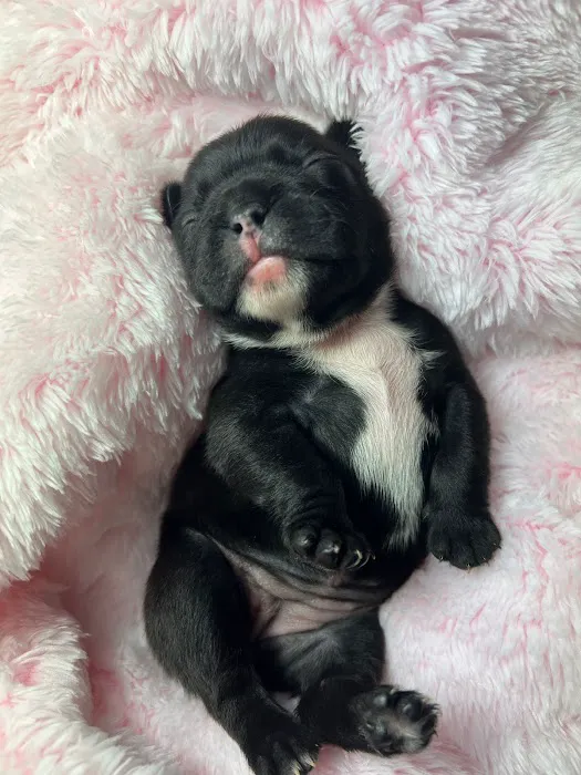 S & B French Bulldogs Miami Picture 6