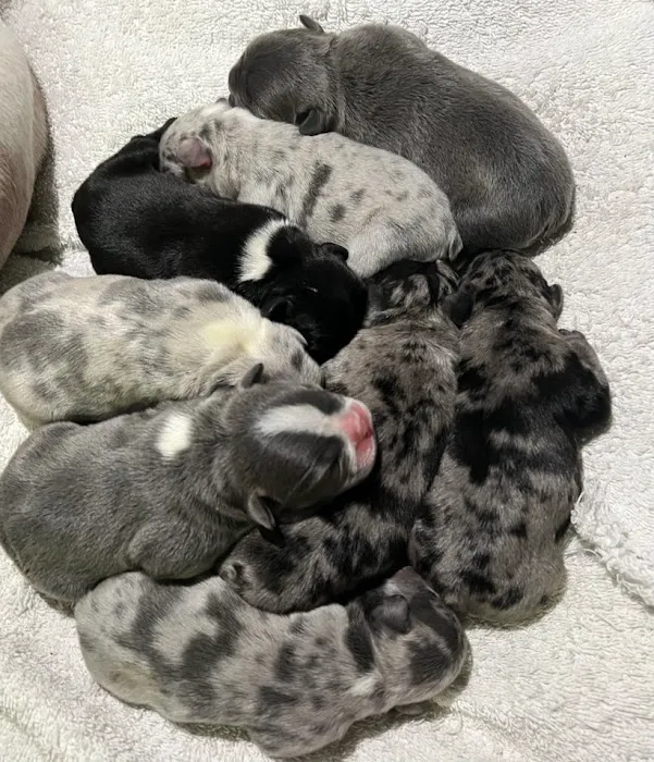 S & B French Bulldogs Miami Picture 10