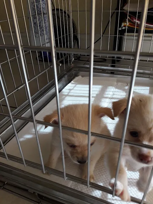 Puppy Place USA Picture 1