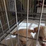Puppy Place USA