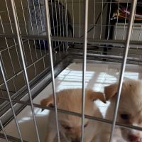 Puppy Place USA ico
