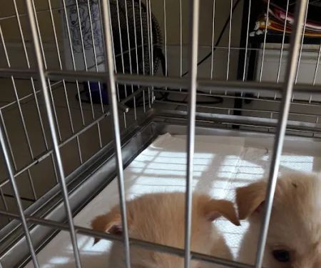 Puppy Place USA