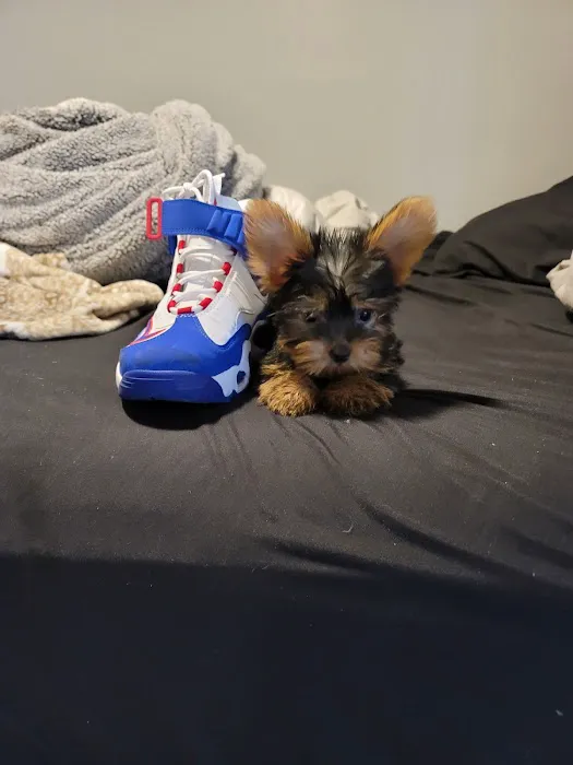 Puppy Place USA Picture 3