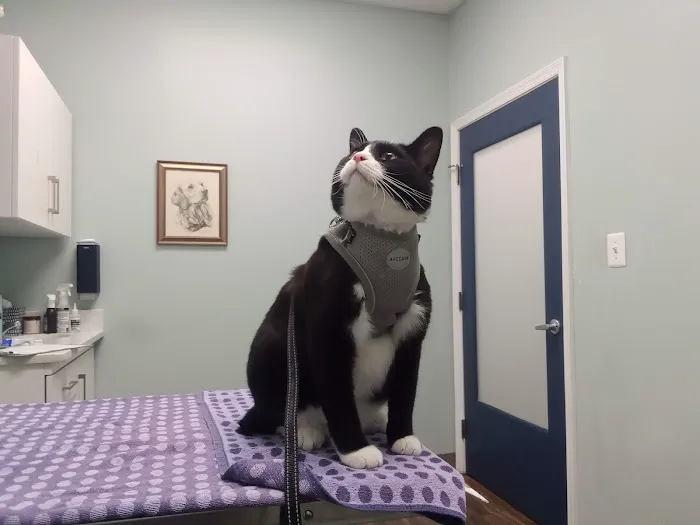 Hampden Veterinary Hospital Picture 9