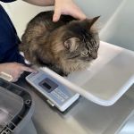 Hampden Veterinary Hospital