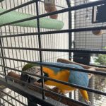 Exotic Bird House, Avian Exotic Bird Shop, Grooming & Boarding