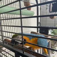 Exotic Bird House, Avian Exotic Bird Shop, Grooming & Boarding ico
