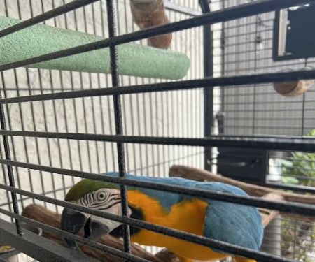 Exotic Bird House, Avian Exotic Bird Shop, Grooming & Boarding