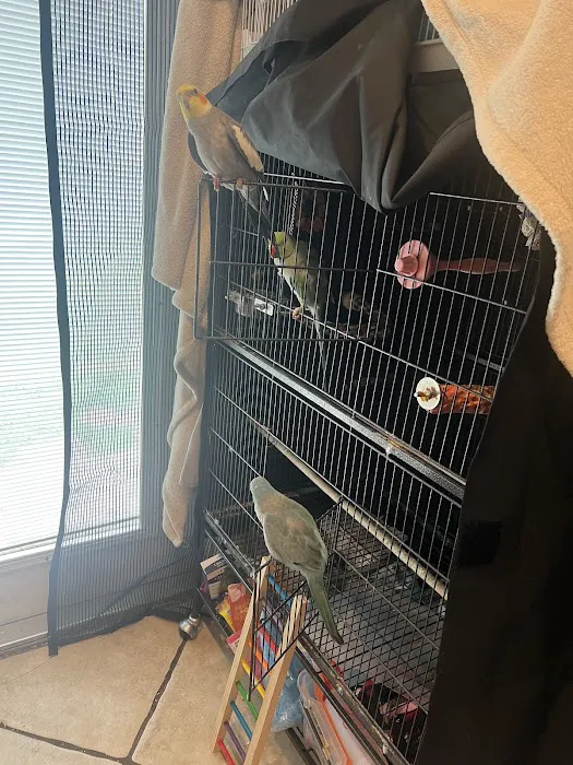 Exotic Bird House, Avian Exotic Bird Shop, Grooming & Boarding Picture 3