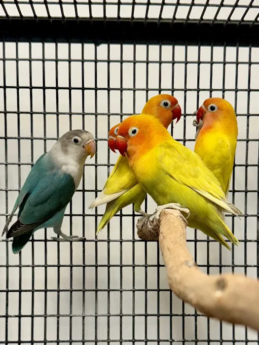 Exotic Bird House, Avian Exotic Bird Shop, Grooming & Boarding Picture 4
