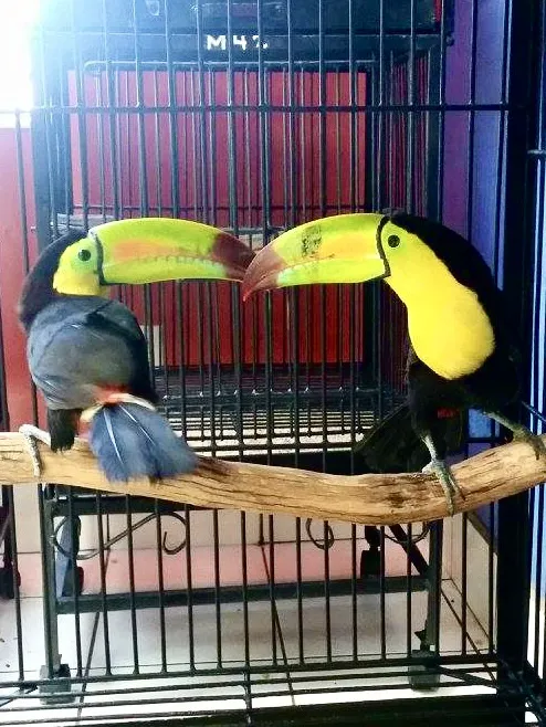 Exotic Bird House, Avian Exotic Bird Shop, Grooming & Boarding Picture 7