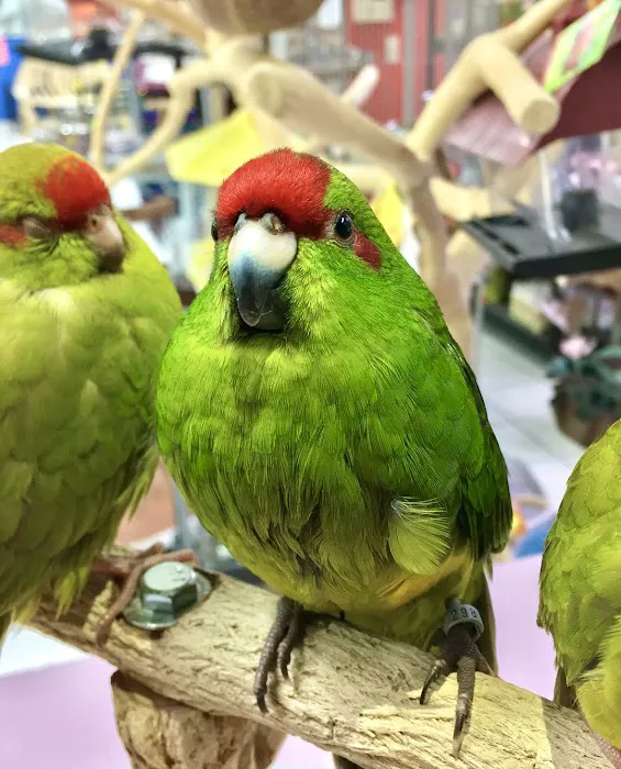 Exotic Bird House, Avian Exotic Bird Shop, Grooming & Boarding Picture 8