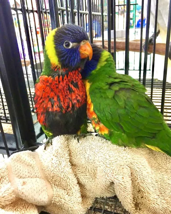 Exotic Bird House, Avian Exotic Bird Shop, Grooming & Boarding Picture 9