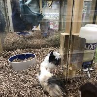 Pet Supermarket ico