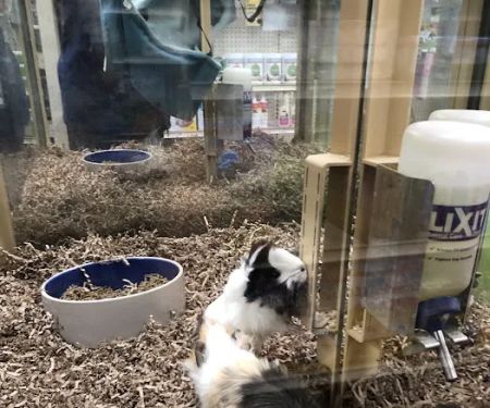 Pet Supermarket