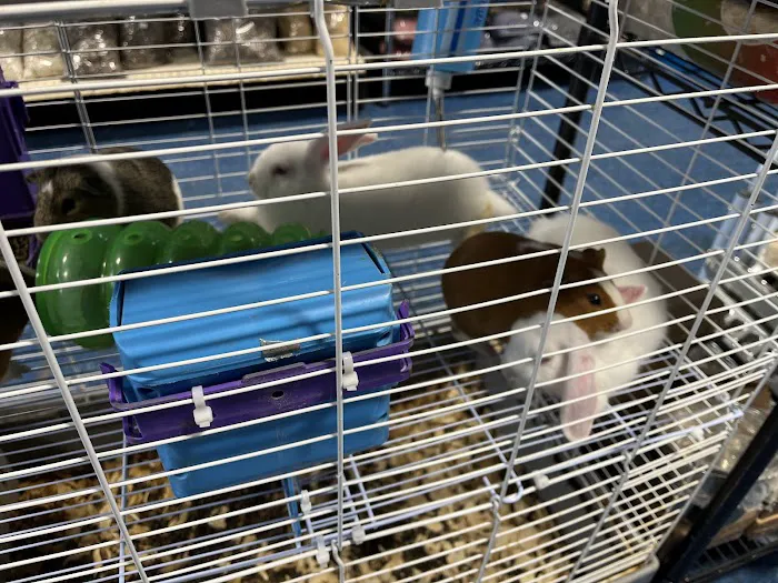 Pet Shop Simbas Picture 5