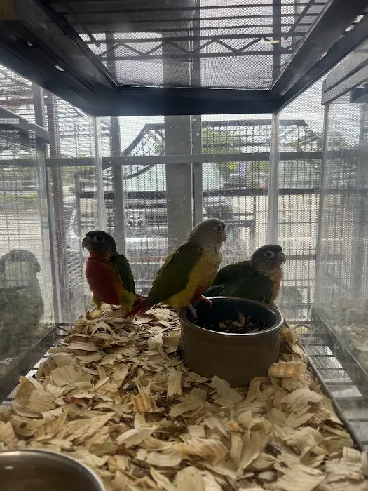 Pet Shop Simbas Picture 2