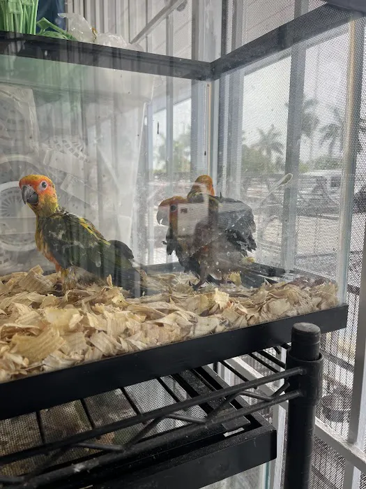 Pet Shop Simbas Picture 1