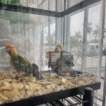 Pet Shop Simbas
