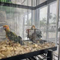 Pet Shop Simbas ico