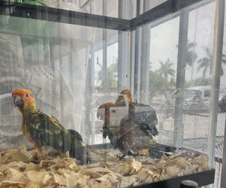 Pet Shop Simbas