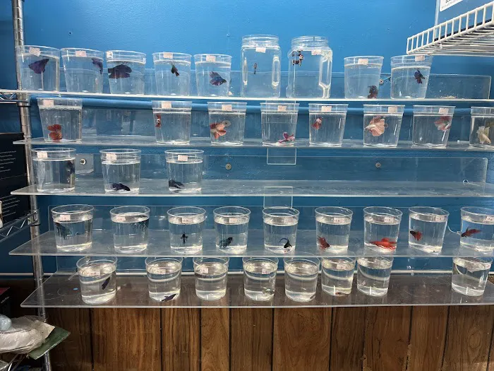 Pet Shop Simbas Picture 4