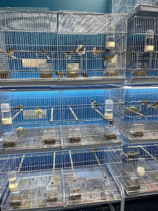 Pet Shop Simbas Picture 6