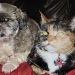 Liberty Animal Clinic