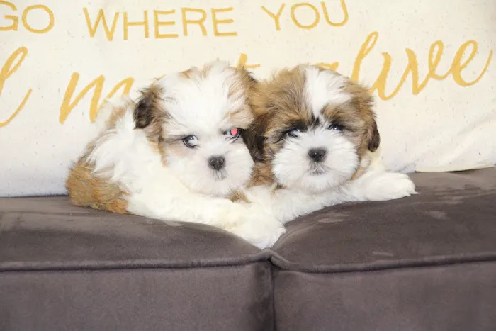Dream Puppies Picture 3
