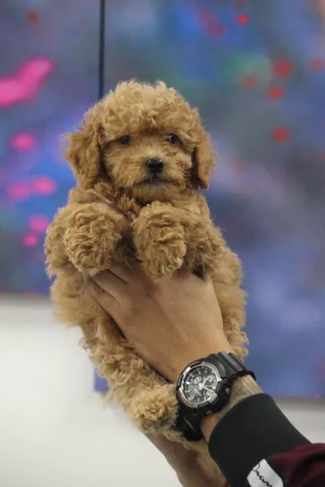Dream Puppies Picture 6