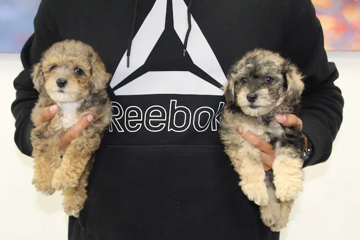 Dream Puppies Picture 2