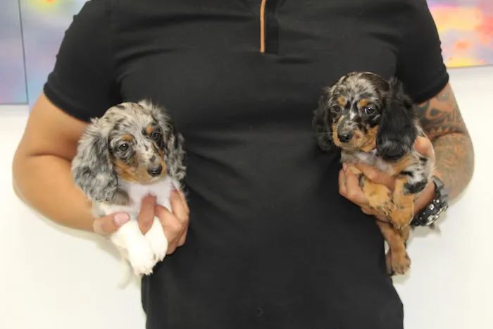 Dream Puppies Picture 4