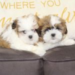 Dream Puppies