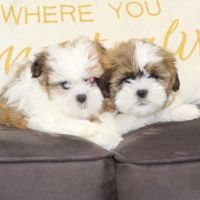 Dream Puppies ico