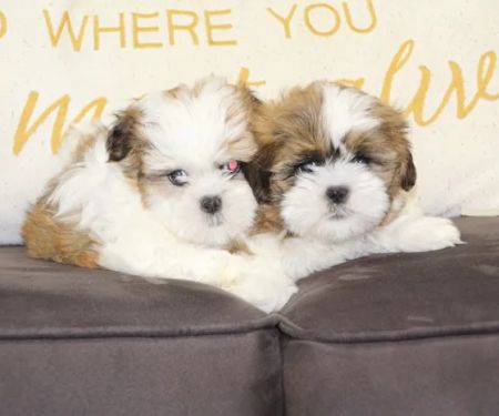 Dream Puppies