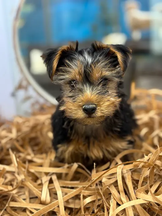 Dream Puppies Picture 10
