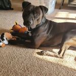 Randallstown Animal Hospital