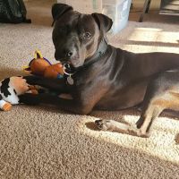 Randallstown Animal Hospital ico